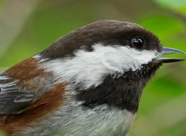 Chestnut-backed Chickadee calling