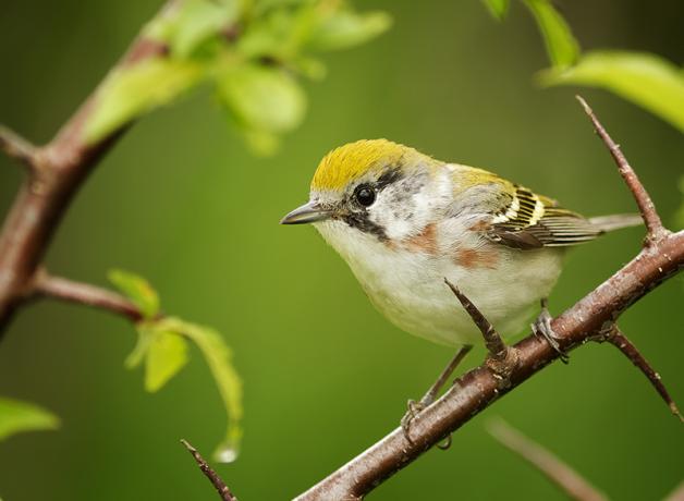 A female Chestnut-sided Warbler perched on a thorny branch