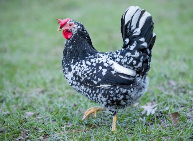 A black-and-white feathered chicken struts across grass toward the viewers' left.