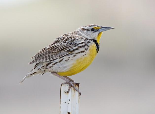 A small brown-and-white striped bird with bright yellow breast, black bib, and narrow sharp beak is perched on a fencepost