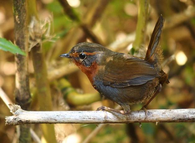 A small brown bird with gray and orange on its face sits on a branch.
