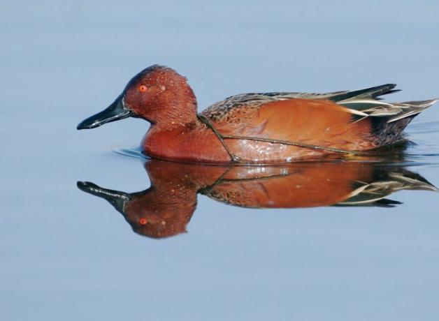 Cinnamon Teal