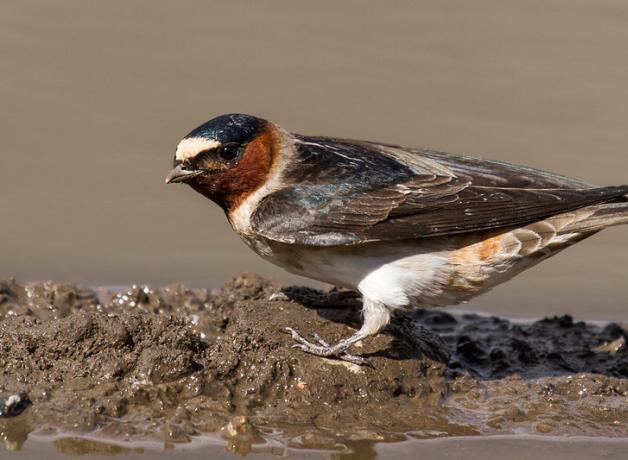 Cliff Swallow in mud