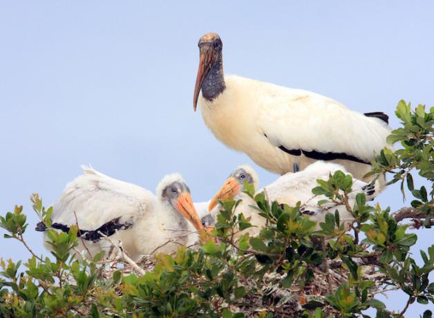 Wood Stork in nest with young