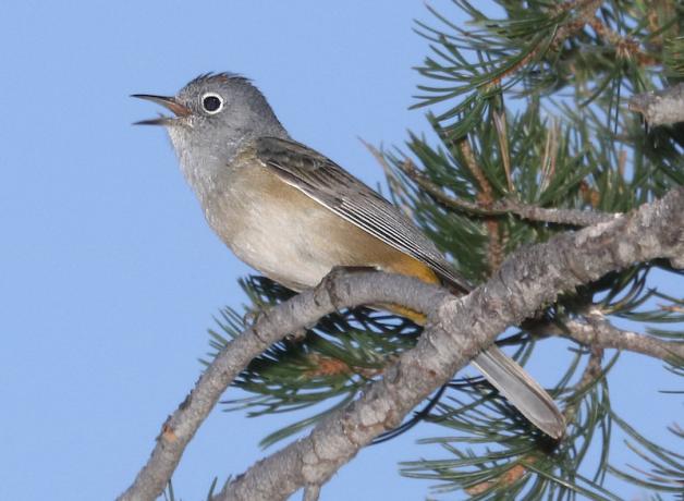Colima Warbler in Chisos Mts