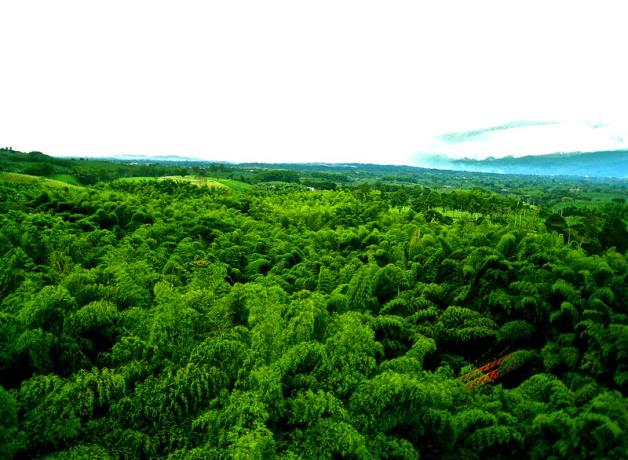 A wide view from above of a rainforest in Colombia, vivid green tree tops stretching to the horizon of hills and clouds