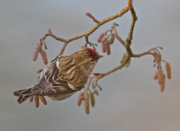 A small bird with brown and gold patterned wings and back, with a vivid red patch on its head, clings to a slender branch.