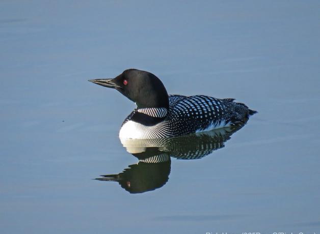 Common Loon