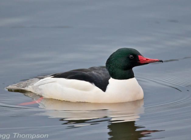 Common Merganser