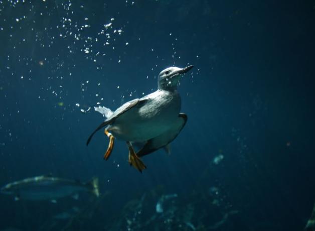 Common Murre swimming underwater
