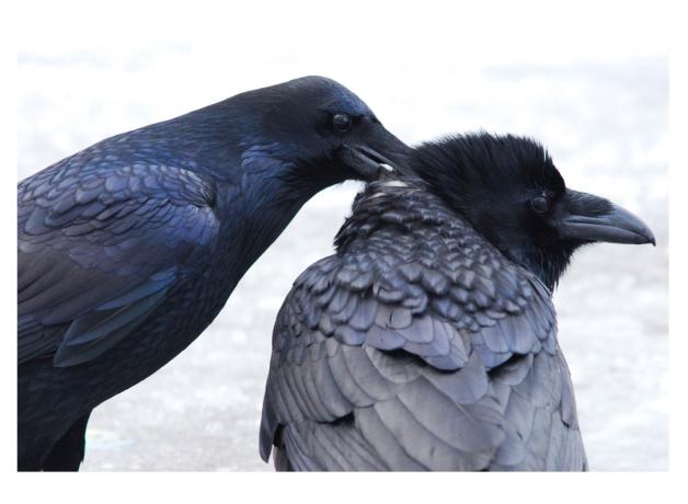Raven couple allopreening in the snow