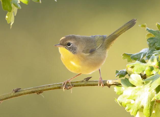 A small bird with lemon yellow breast and light brown back is perched on a branch in partial sunlight