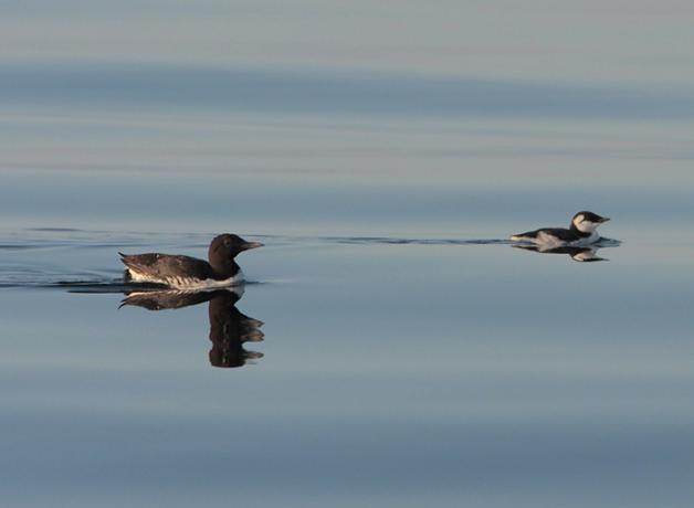 Common Murre, breeding adult left, immature right