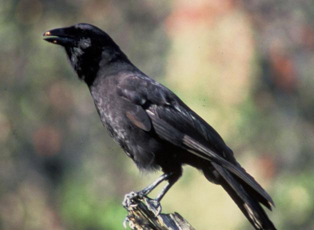 Alala "Hawaiian Crow" Corvus Hawaiiensis
