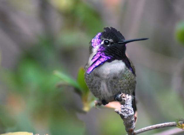 Costa's Hummingbird