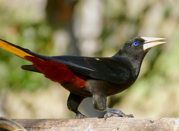 Crested Oropendola in sunlight, showing dark body, red and yellow underside, and bright blue eye