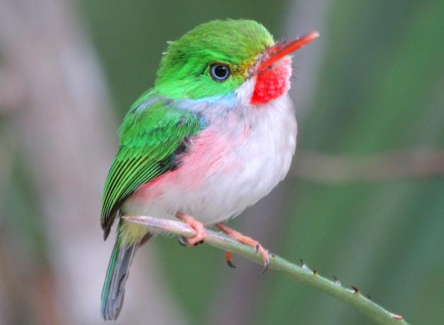 Cuban Tody