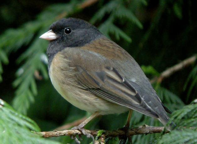 Dark-eyed Junco in cedar tree