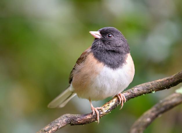 Dark-eyed Junco (Oregon) looking up to its right while perched on a branch.