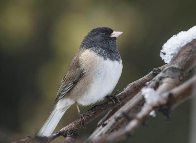 A Dark-eyed Junco sitting on a snowy branch