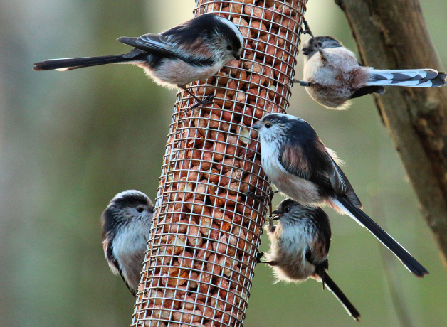 Five Long-tailed Tits eat at a tube feeder