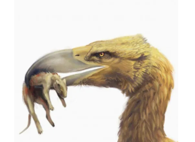 An artists rendition of Titanus walleri holding prey in its massive bill.