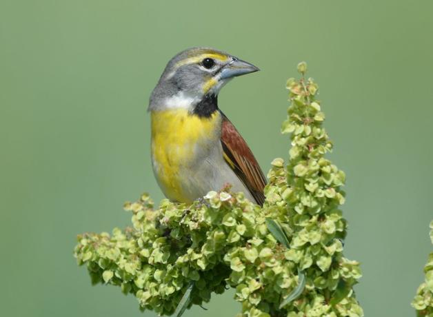 A Dickcissel bird looks to its left, its grey head sporting a yellow streak above its dark eye. Its breast is lemon-yellow and the wing is brown with black edging.