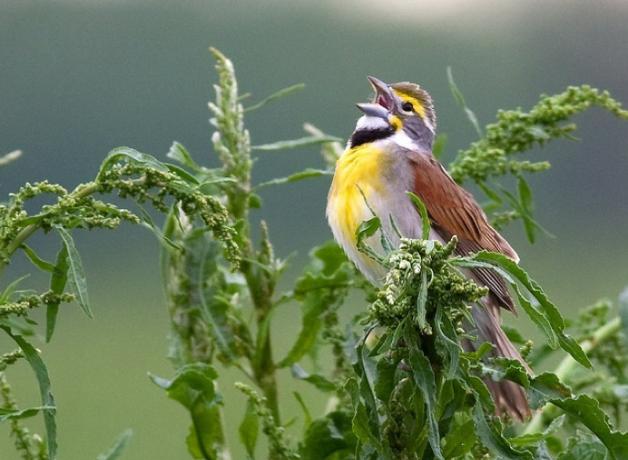 Dickcissel singing