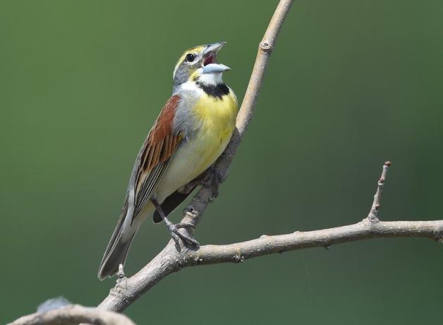 A songbird with brown wings, yellow breast and short pointed beak sings while sitting on a branch.