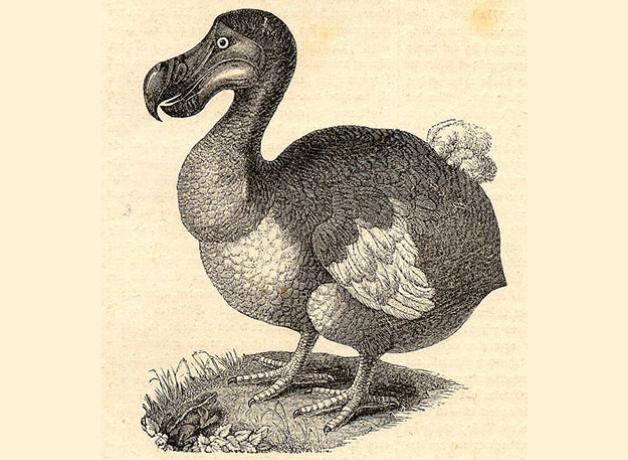 Illustration of a Dodo bird