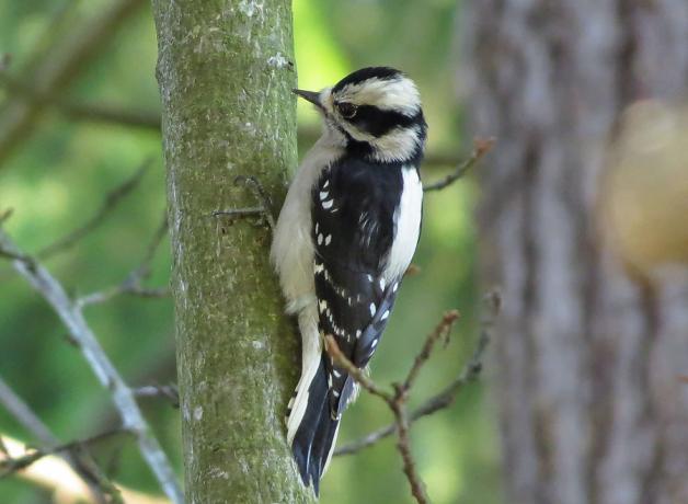 Female Downy Woodpecker