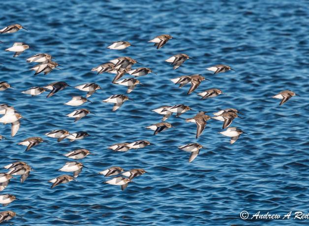 Dunlin flock in flight