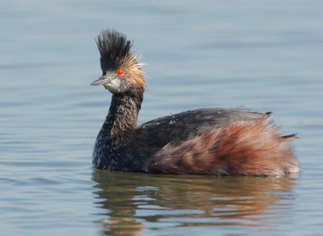 Eared Grebe