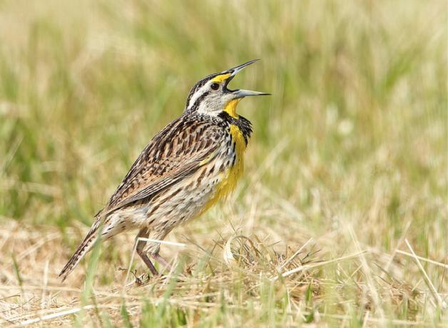Eastern Meadowlark