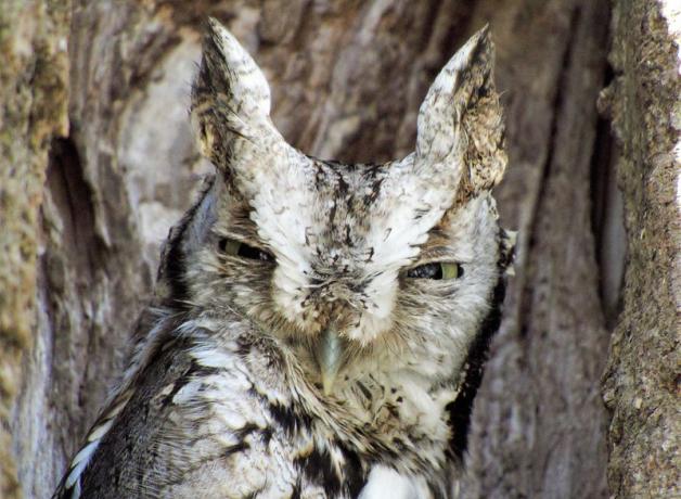 Eastern Screech Owl