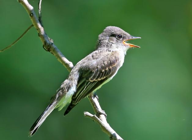 Eastern Wood-Pewee singing