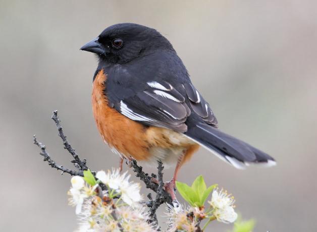 Eastern Towhee