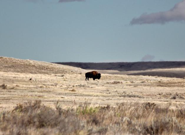 A bison walks across Grasslands National Park