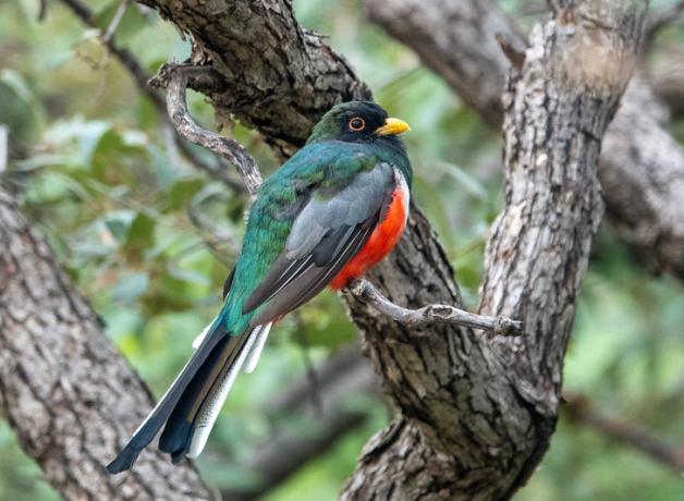 Male Elegant Trogon showing green back, grey wings, bright red breast and dark head.