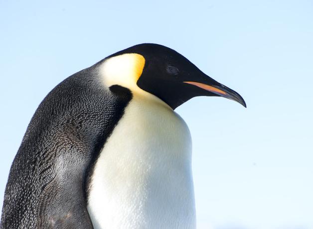 Emperor Penguin in sunlight, head turned to its left, black and white "tuxedo" pattern plumage glistening.