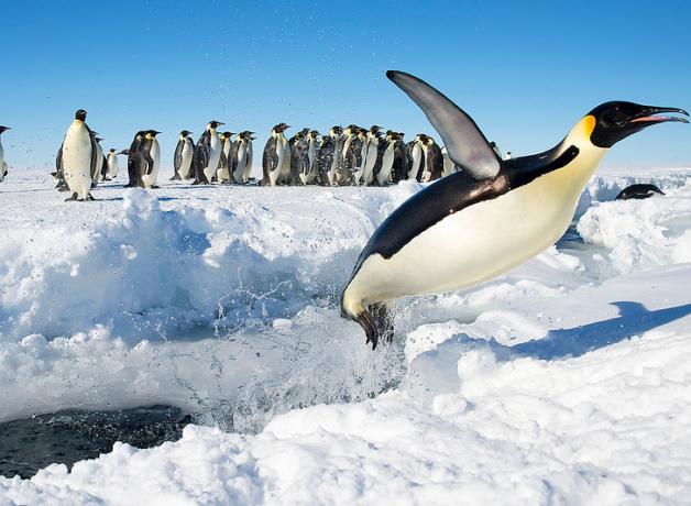 Emperor Penguin launches out of the water