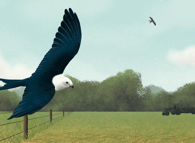 A Swallow-tailed Kite flying close to the ground, past a cow and a tractor in a rural landscape.