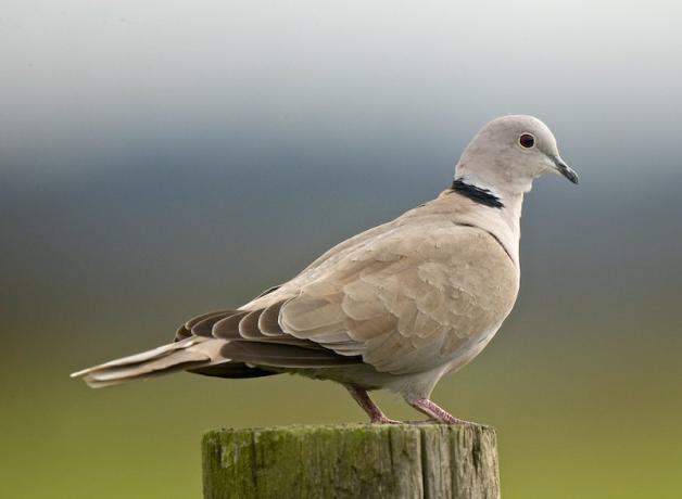 Eurasian Collared Dove at Hayton Reserve