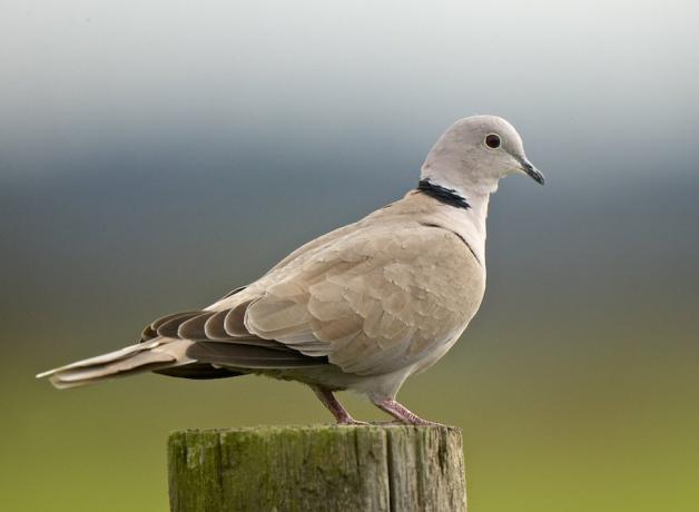 Eurasian Collared-Dove