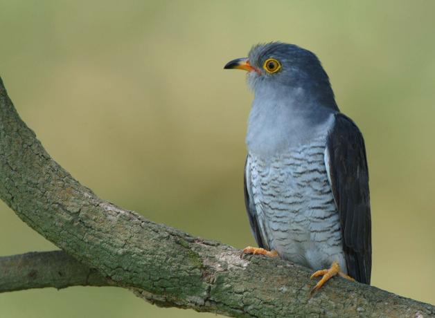 Eurasian Cuckoo