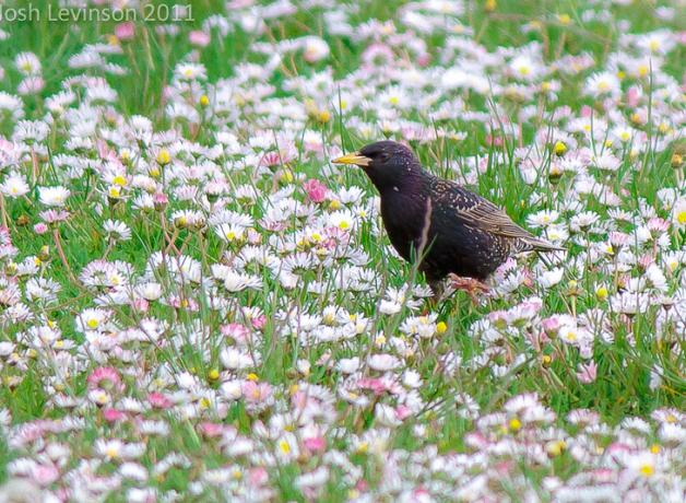 European Starling in a field of flowers