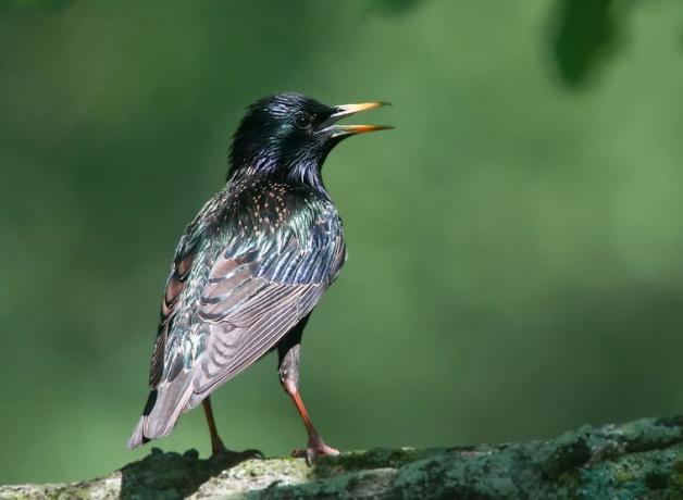 European Starling, back to the viewer, its head turned to the side, beak open and iridescent plumage in sunlight.