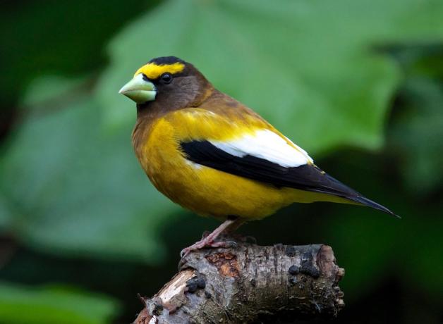 Evening Grosbeak