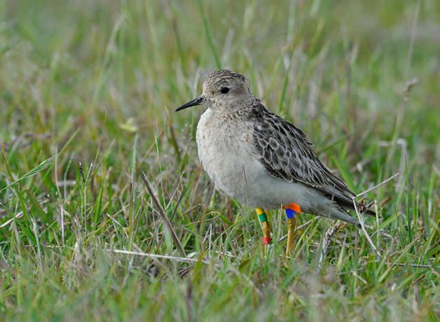 A Buff-breasted Sandpiper with identification bands on its legs stands in a grassy pasture
