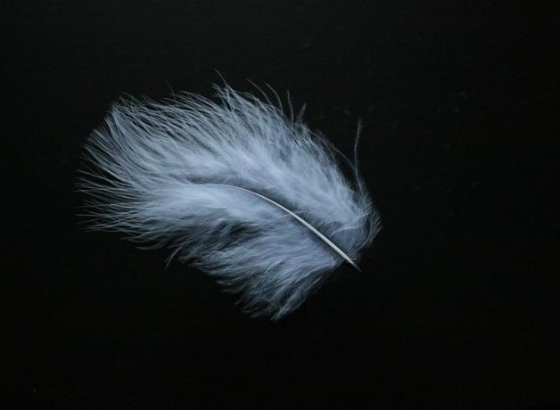 A small white downy feather against a black background
